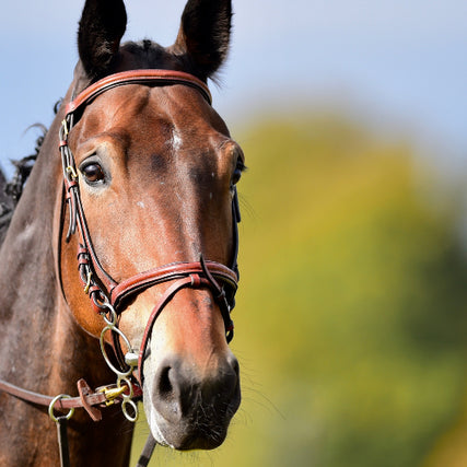 Horse Feed & SuppliesHorse