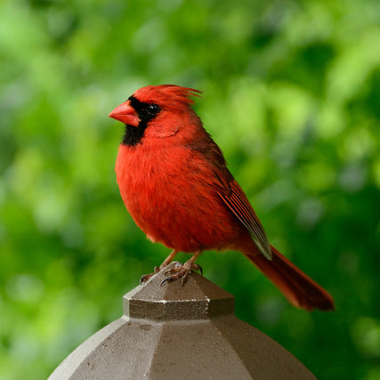 Wild Bird Feed & SuppliesCardinal
