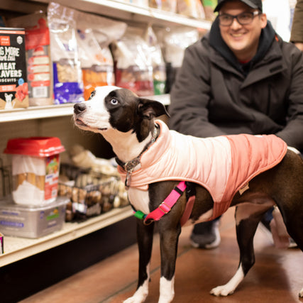 Pet Food & SuppliesDog in pet store